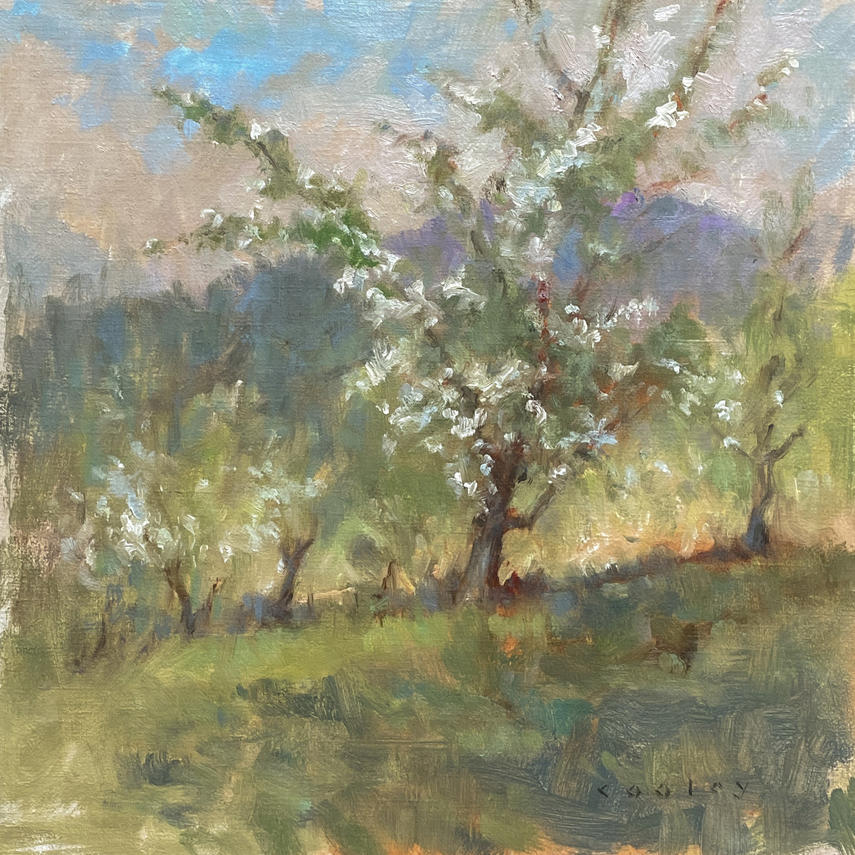 APPLE COUNTRY  BLOSSOMS