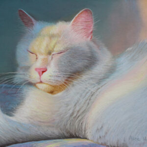NAPPNG IN THE SUN