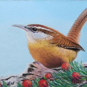WINTER WREN