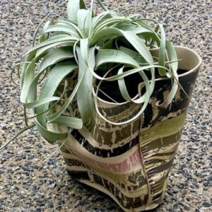 XL Air plant container